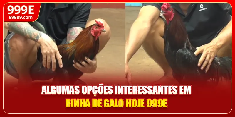 Algumas opções interessantes em rinha de galo hoje 999E