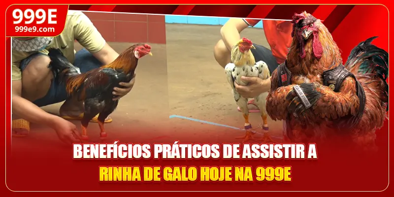 Benefícios práticos de assistir a rinha de galo hoje na 999E
