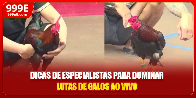 Dicas de especialistas para dominar lutas de galos ao vivo