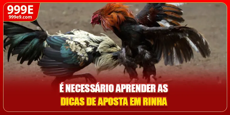É necessário aprender as dicas de aposta em rinha