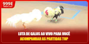 Luta De Galos Ao Vivo Para Você Acompanhar As Partidas Top