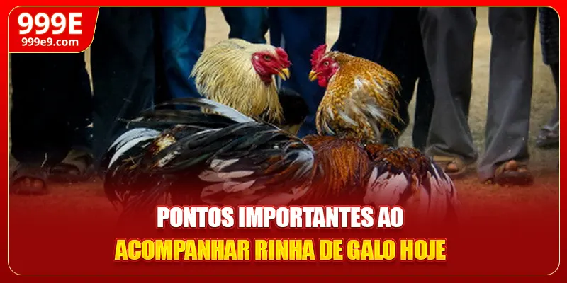 Pontos importantes ao acompanhar rinha de galo hoje